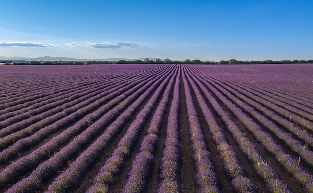 campos de lavanda en brihuega a vista de dron