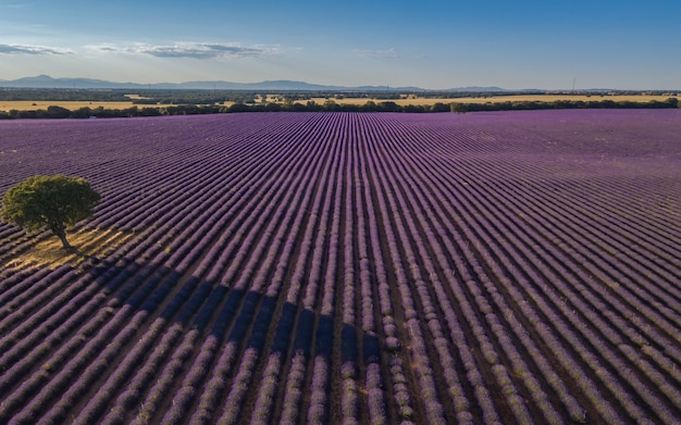 campos de lavanda en brihuega a vista de dron