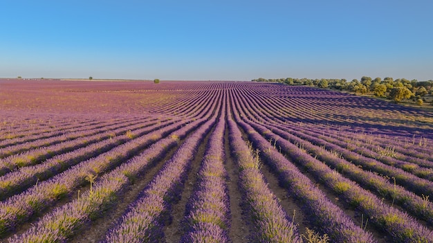 campos de lavanda en brihuega a vista de dron