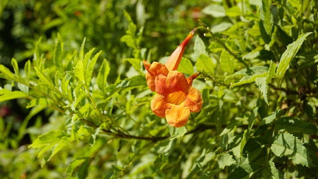 Campsis radicans noto anche come tromba rampicante