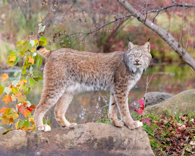 Canada Lynx in autunno con acqua