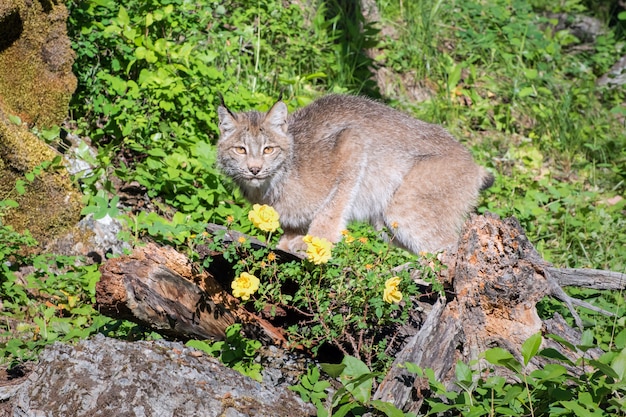 Canada Lynx su una collina con rose selvatiche