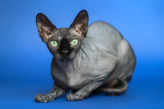 Canadian Sphynx Ritratto di gatto su sfondo blu