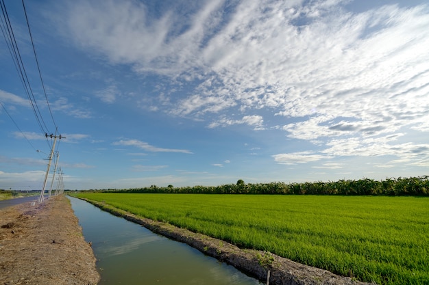 Canale di Paddy