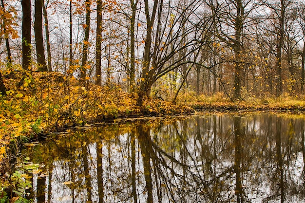 Canale idrico attraverso la foresta in autunno