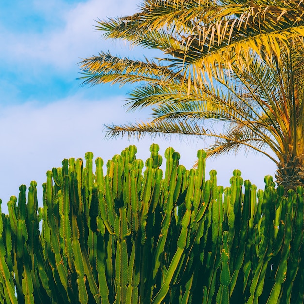 Canarie. Arte di concetto di viaggio. Natura