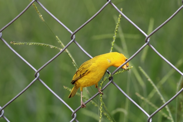 Canarino uccello che mangia sulla recinzione metallica