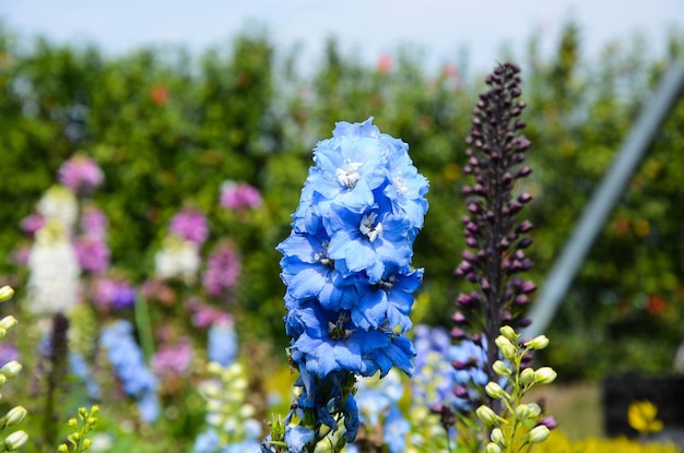 Candela Delphinium Delphinium Larkspur inglese Larkspur alta