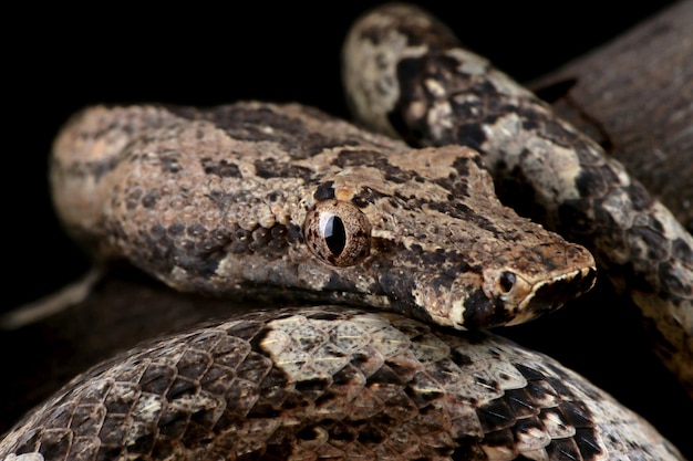 Candoia terra boa serpente Candoia carinata primo piano