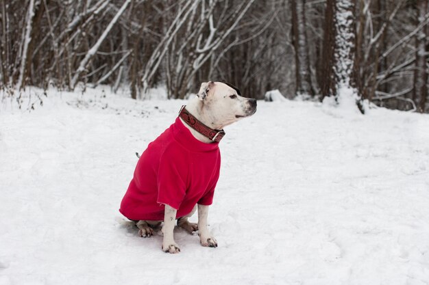 cane a fare una passeggiata in inverno