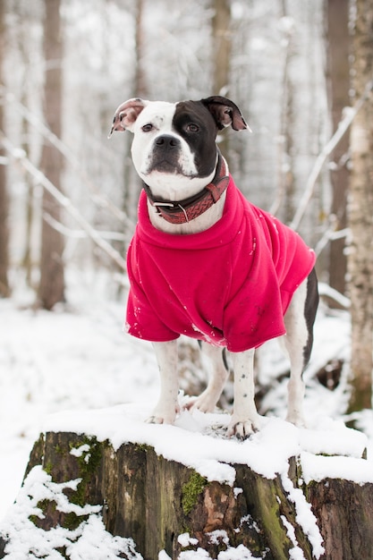 cane a fare una passeggiata in inverno