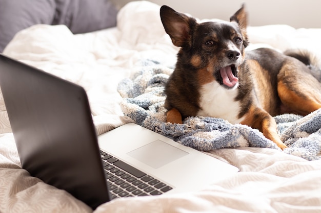 Cane a letto con il computer