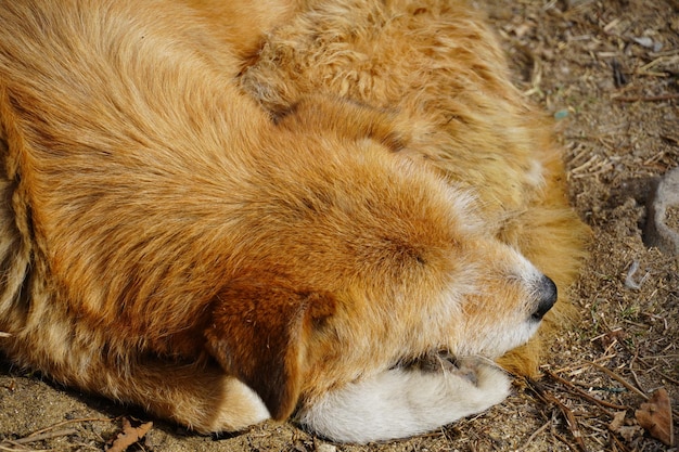 Cane a pelo Immagine di un cane molto carino da vicino