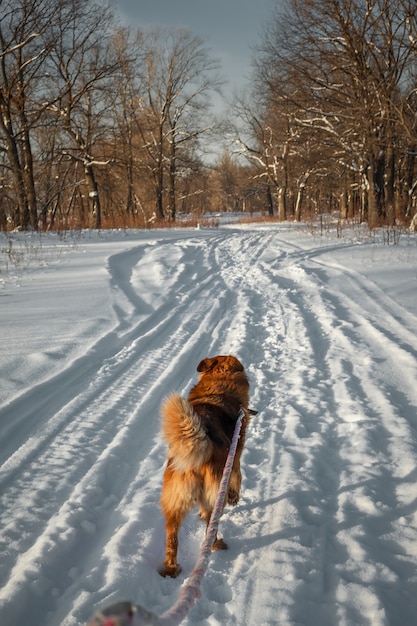 Cane a spasso in inverno