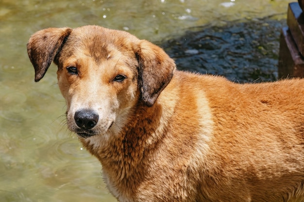 Cane abbandonato che osserva in su sorridente