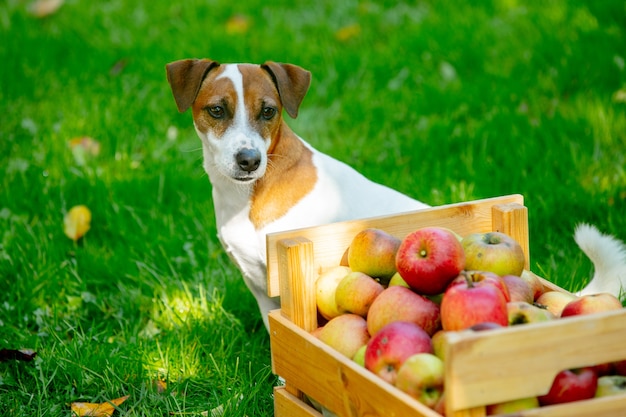 Cane accanto al cesto con mele sull'erba verde in giardino
