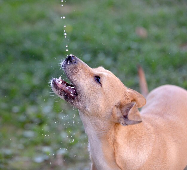 cane acqua potabile che cade gocce d'acqua rinfrescante cane assetato in estate