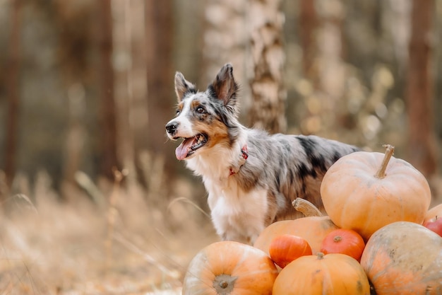 Cane ad Halloween con la zucca. Feste e feste autunnali. Cane Border Collie