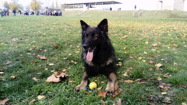 Cane addestrato nel servizio di polizia Il cane partecipa alle manifestazioni della polizia A comando il cane si sdraia e attende un ulteriore comando Lingua che sporge orecchie del cane rivolte in avanti