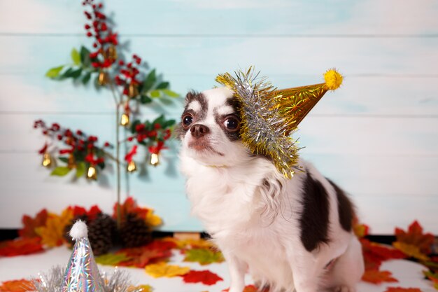 Cane adorabile della chihuahua che porta un cappello conico di nuovo anno su festivo.