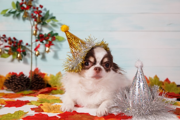 Cane adorabile della chihuahua che porta un cappello conico di nuovo anno su festivo.