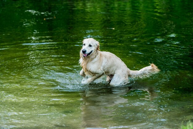 Cane adorabile divertendosi nel fiume