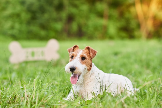 Cane adorabile felice del fox terrier al parco 2018 nuovo anno greetin