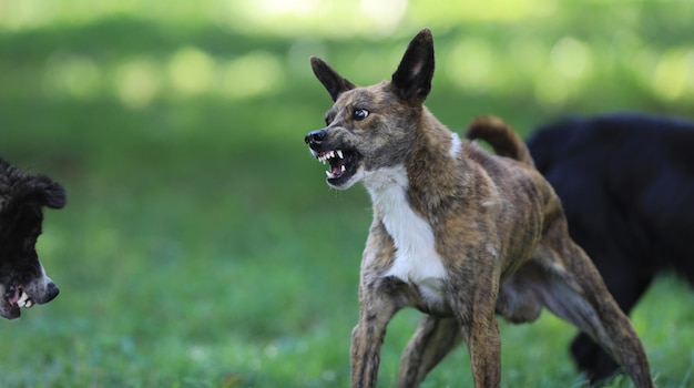 cane aggressivo arrabbiato