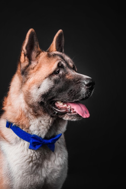 Cane akita americano su sfondo nero isolato