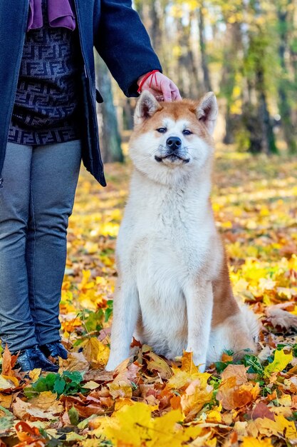 Cane Akita con un'amante nel parco autunnale tra le foglie gialle cadute