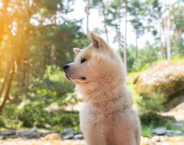 Cane Akita Inu vicino a un fiume nella foresta