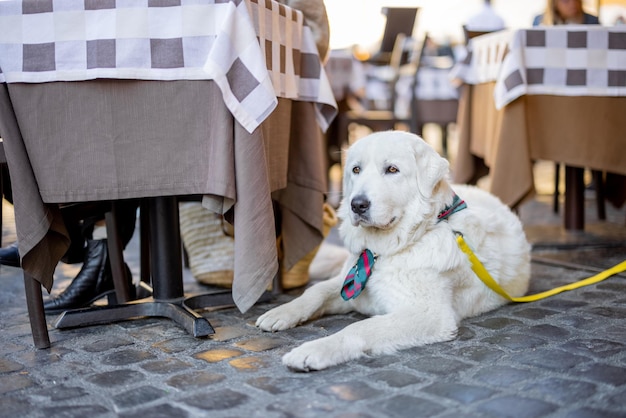 Cane al caffè