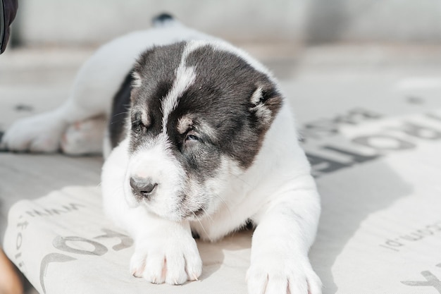 cane alabai bianco e nero