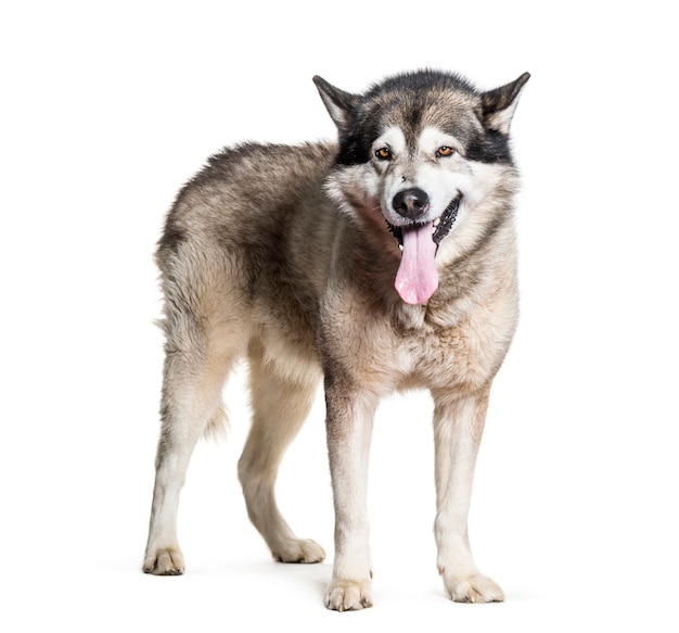 Cane Alaskan Malamute in piedi e ansimante