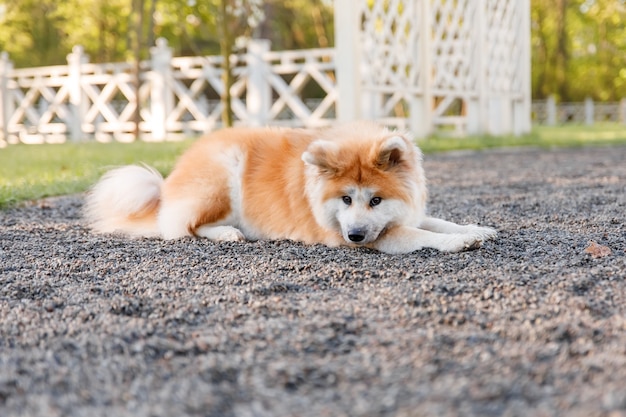 Cane all'aperto in estate Akita inu cane di razza