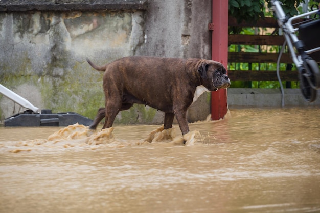 Cane alle inondazioni nelle strade della città dopo una forte pioggia disastro meteorologico grave