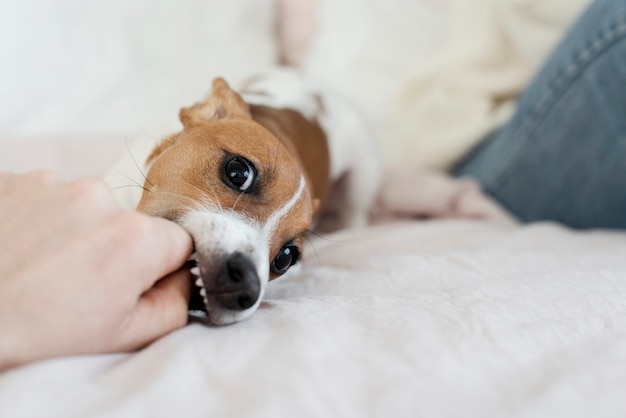 Cane allegro a letto giocando con la mano del proprietario