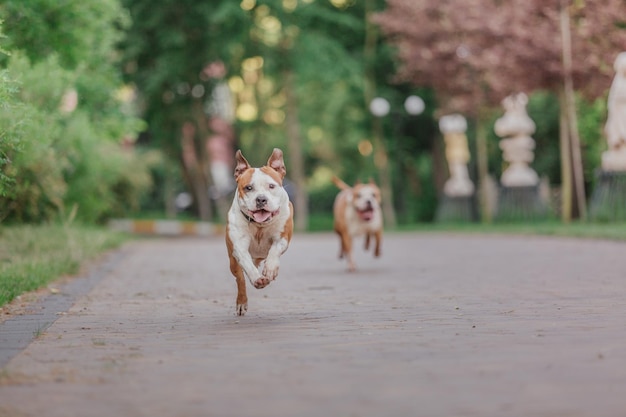 Cane American Staffordshire terrier al mattino