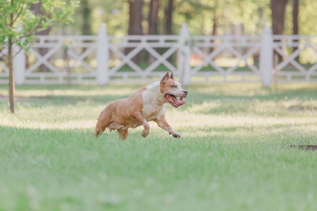 Cane American Staffordshire terrier al mattino