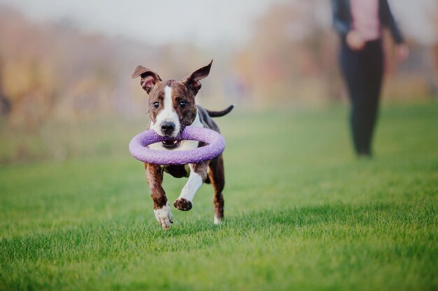 Cane American Staffordshire terrier al mattino