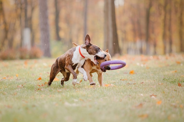 Cane American Staffordshire terrier al mattino