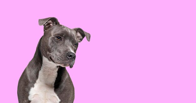 Cane American Staffordshire Terrier che distoglie lo sguardo su sfondo rosa