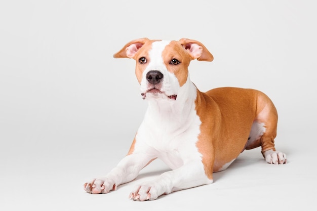 Cane American Staffordshire Terrier isolato su sfondo bianco