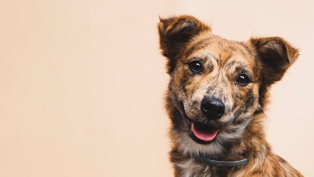 Cane amichevole con la lingua fuori copia-spazio