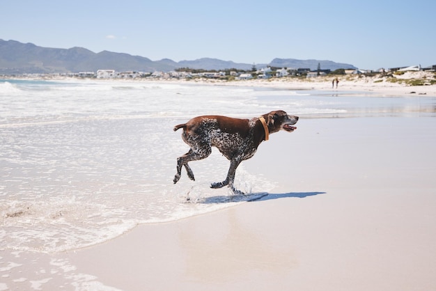 Cane animale e corsa all'aperto in spiaggia d'estate per divertimento, libertà e vacanza Un animale domestico che gioca nell'acqua al mare in vacanza con salute, benessere ed energia per fare esercizio o passeggiare nella natura
