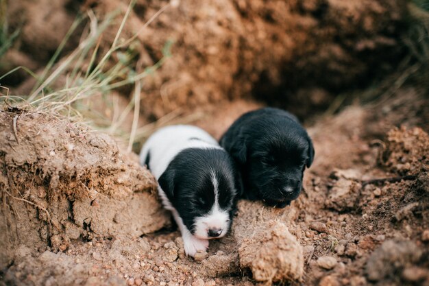 cane appena nato a terra