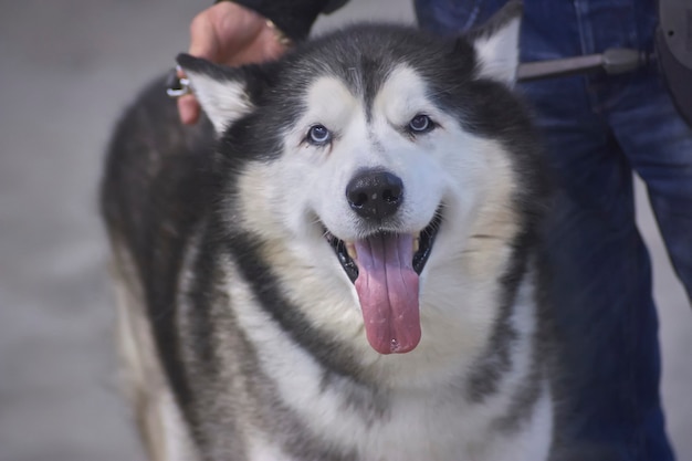 Cane aski tenuto al guinzaglio dal suo padrone con la lingua fuori