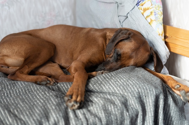 Cane assonnato rannicchiato sul divano che fa un pisolino