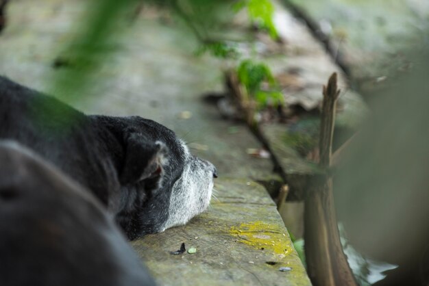 cane assonnato, vista natura