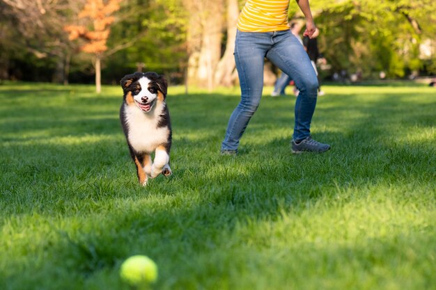 Cane australiano felice corre sul prato con l'erba verde in estate o in primavera Donna con un bellissimo cucciolo di pastore australiano di tre mesi che corre verso la telecamera Cuccio cane che si diverte a giocare al parco all'aperto